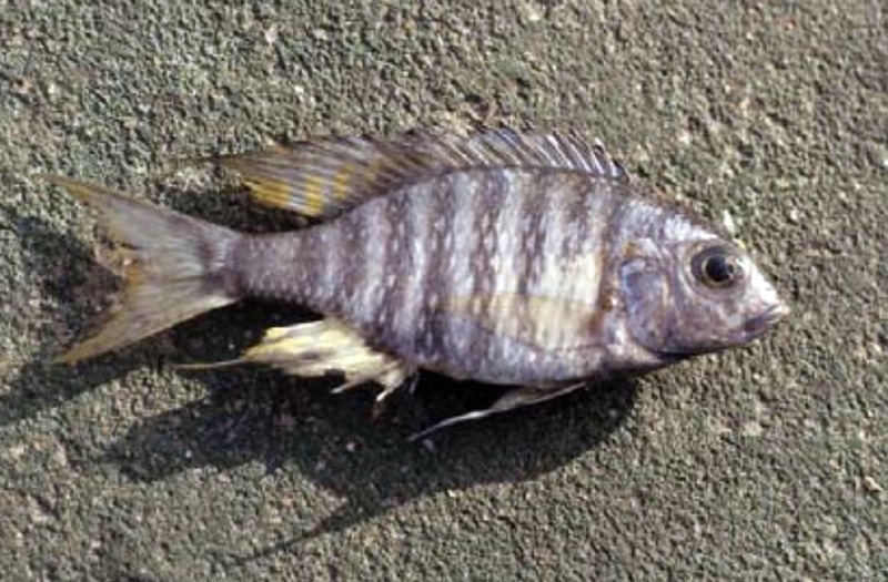 Lethrinops sp. 'dark' South East Arm